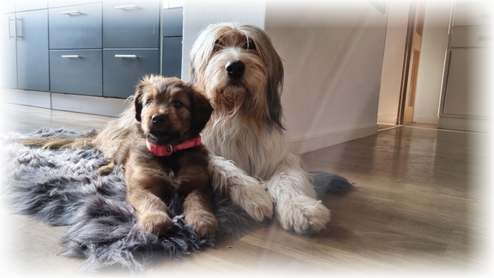 C-Wurf-von-der-Straubenhalde