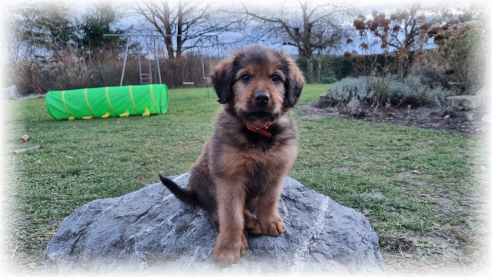 C-Wurf-von-der-Straubenhalde