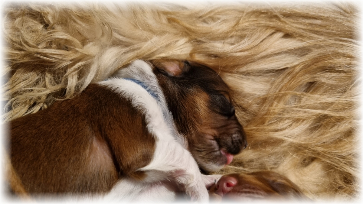 C-Wurf-von-der-Straubenhalde