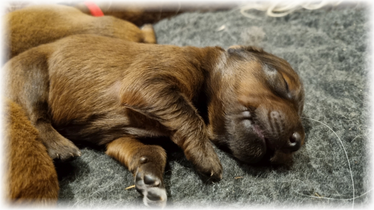 C-Wurf-von-der-Straubenhalde