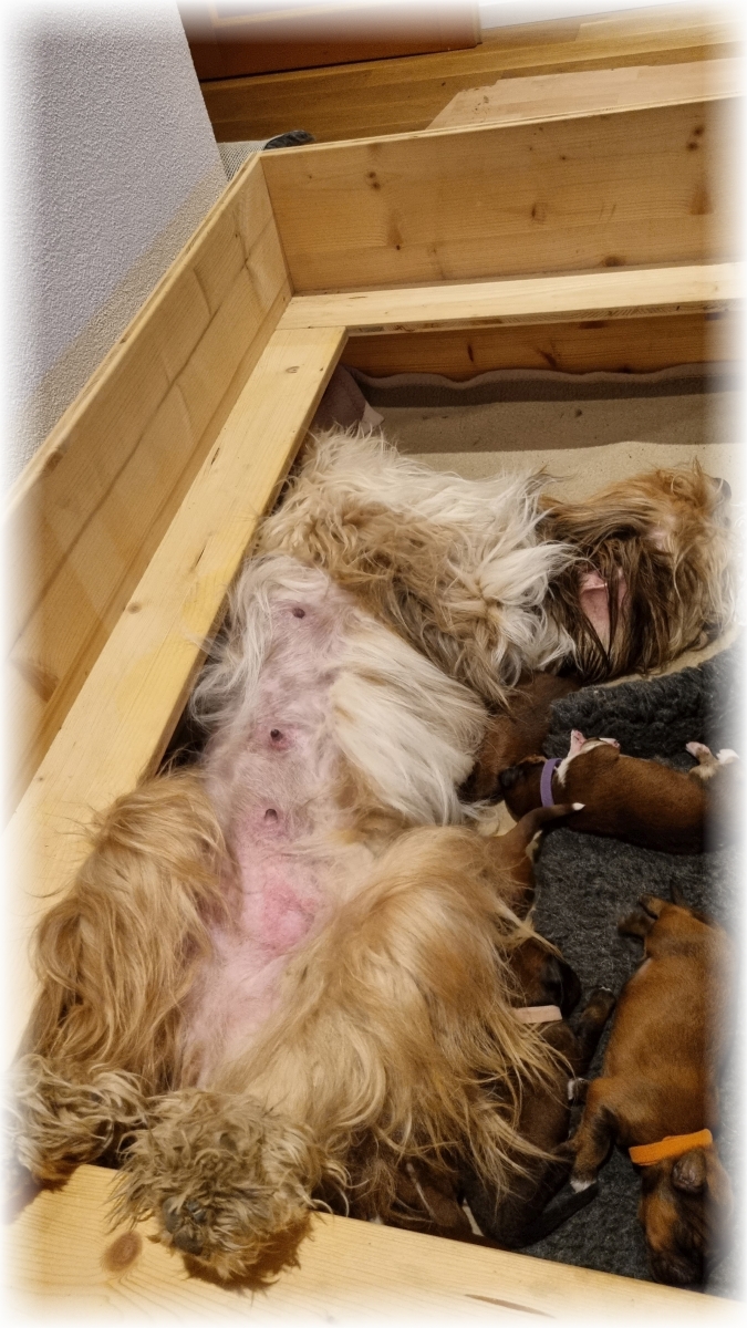 C-Wurf-von-der-Straubenhalde