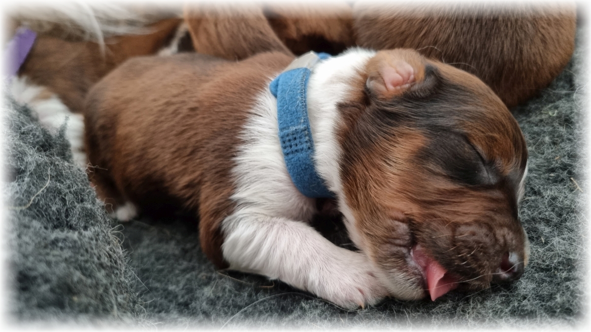 C-Wurf-von-der-Straubenhalde