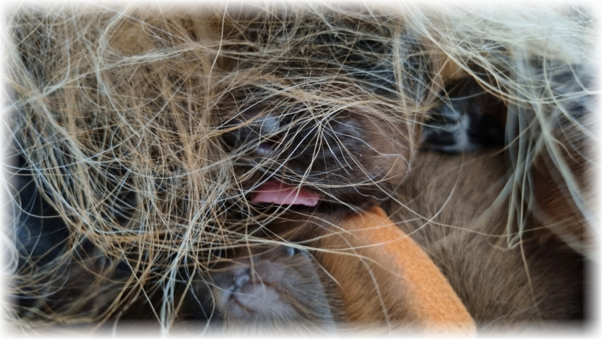 C-Wurf-von-der-Straubenhalde