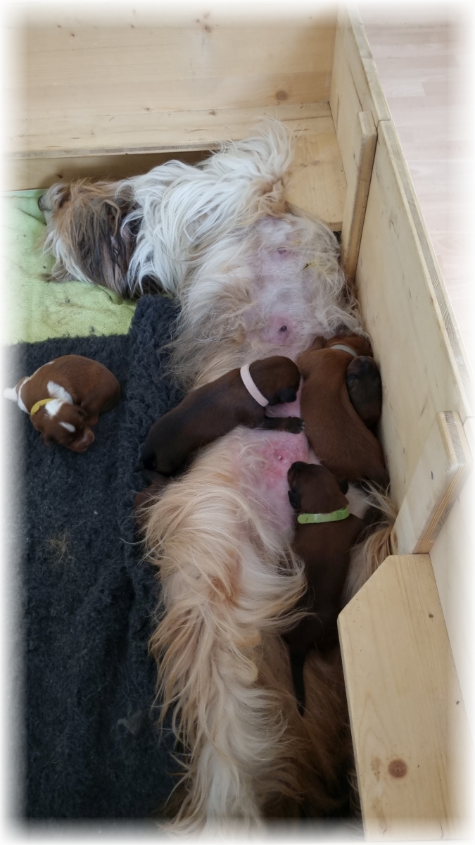 C-Wurf-von-der-Straubenhalde