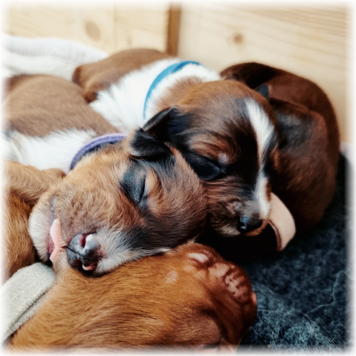 C-Wurf-von-der-Straubenhalde