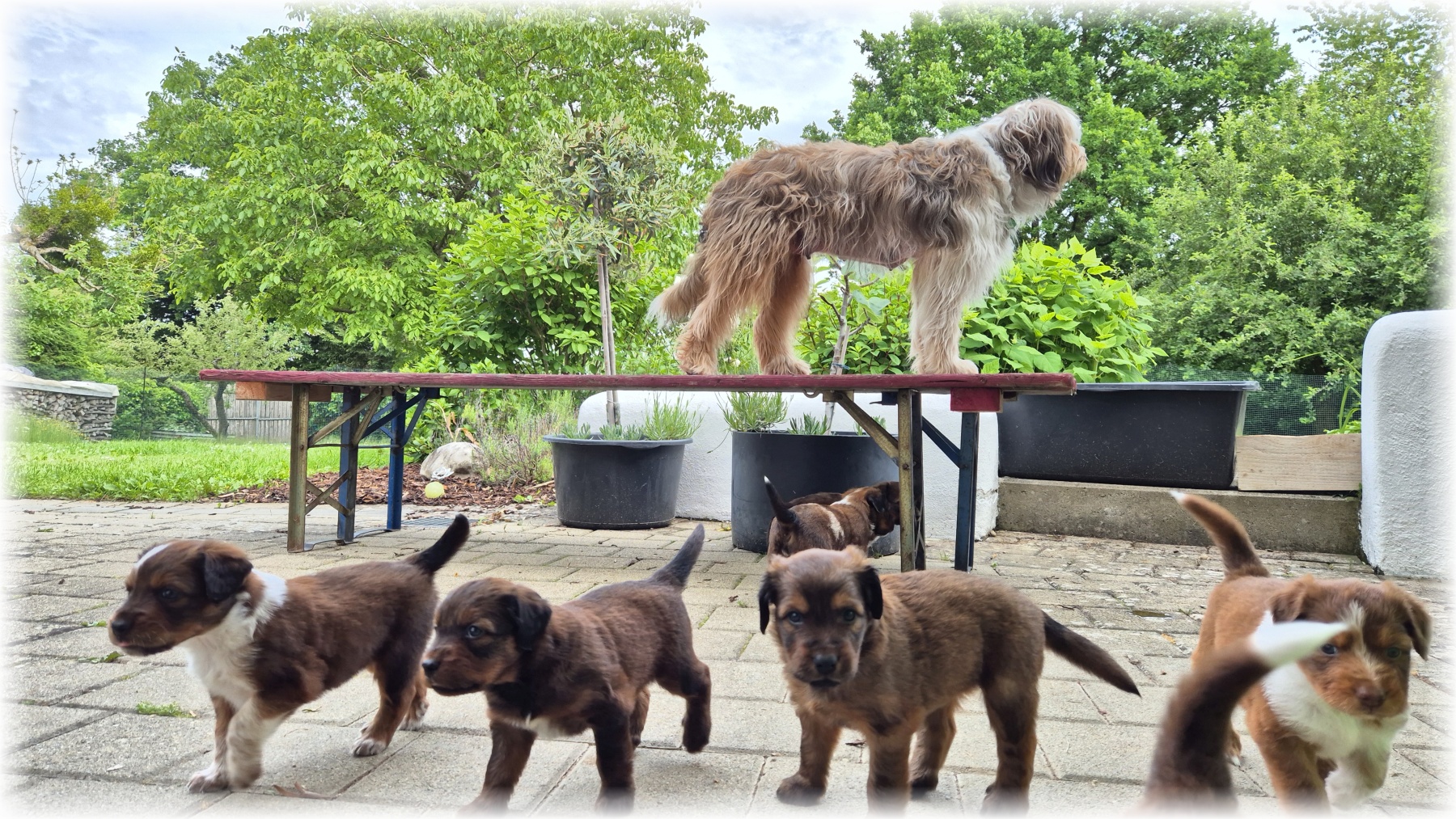 D-Wurf-von-der-Straubenhalde-2025