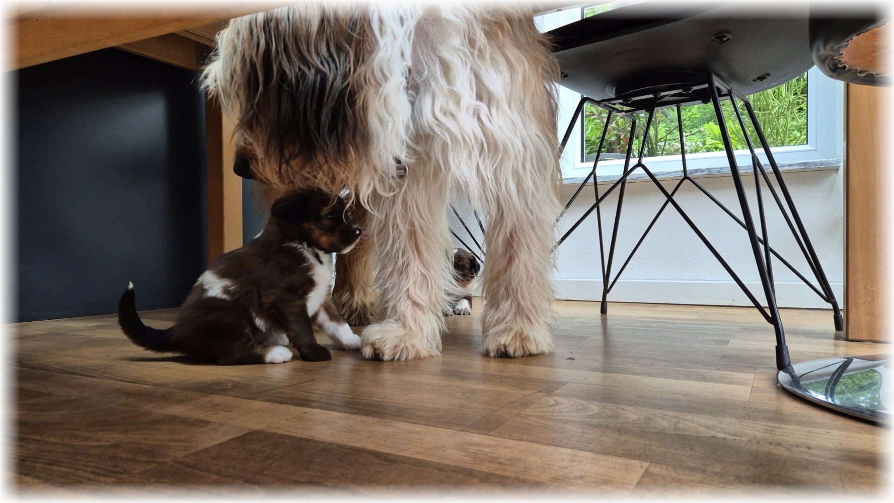 D-Wurf-von-der-Straubenhalde-2025