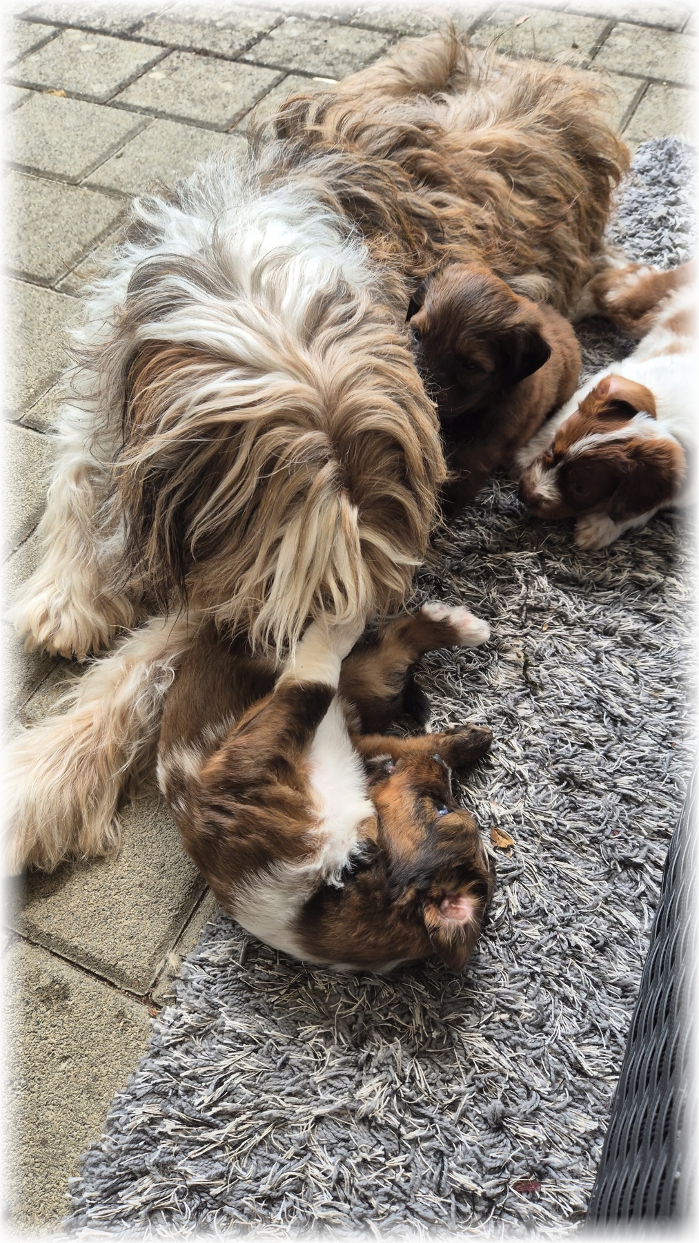 D-Wurf-von-der-Straubenhalde-2025