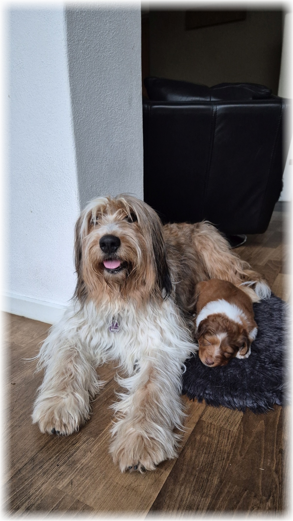 D-Wurf-von-der-Straubenhalde-2025