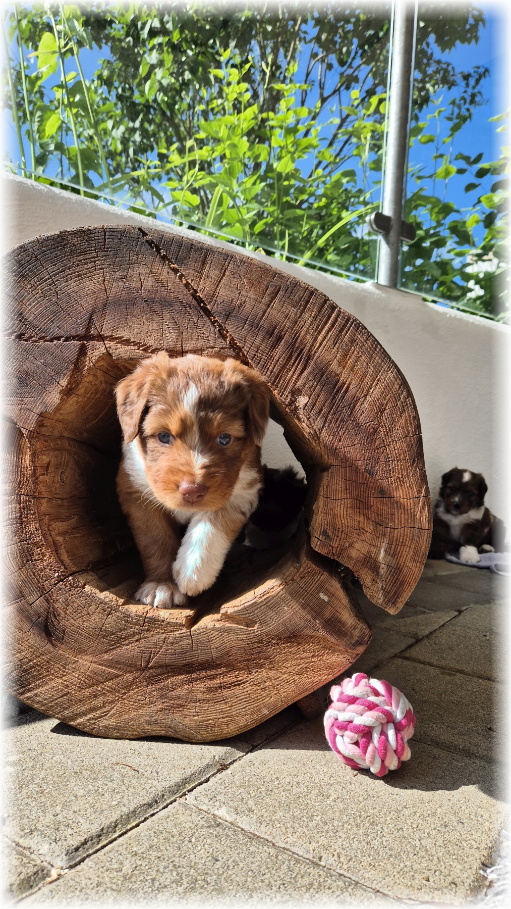 D-Wurf-von-der-Straubenhalde-2025