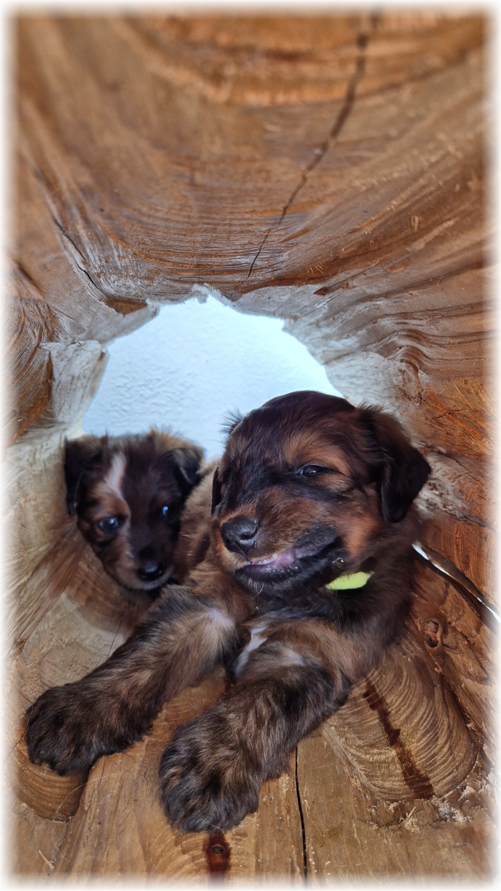 D-Wurf-von-der-Straubenhalde-2025