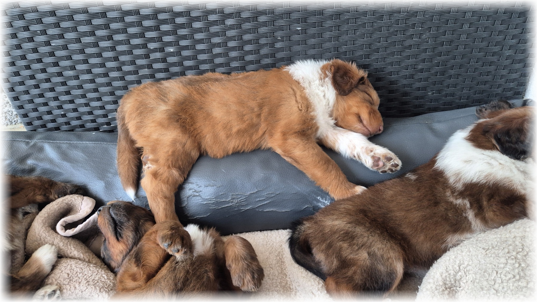 D-Wurf-von-der-Straubenhalde-2025