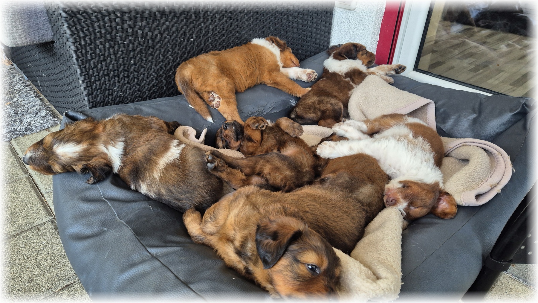 D-Wurf-von-der-Straubenhalde-2025