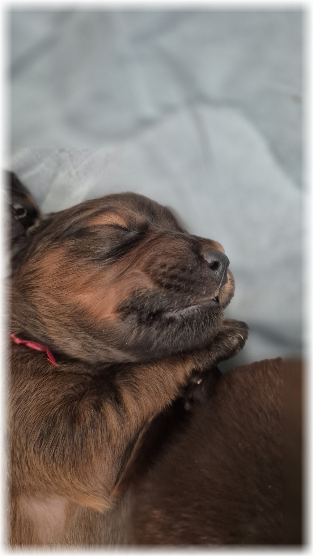 C-Wurf-von-der-Straubenhalde-2025