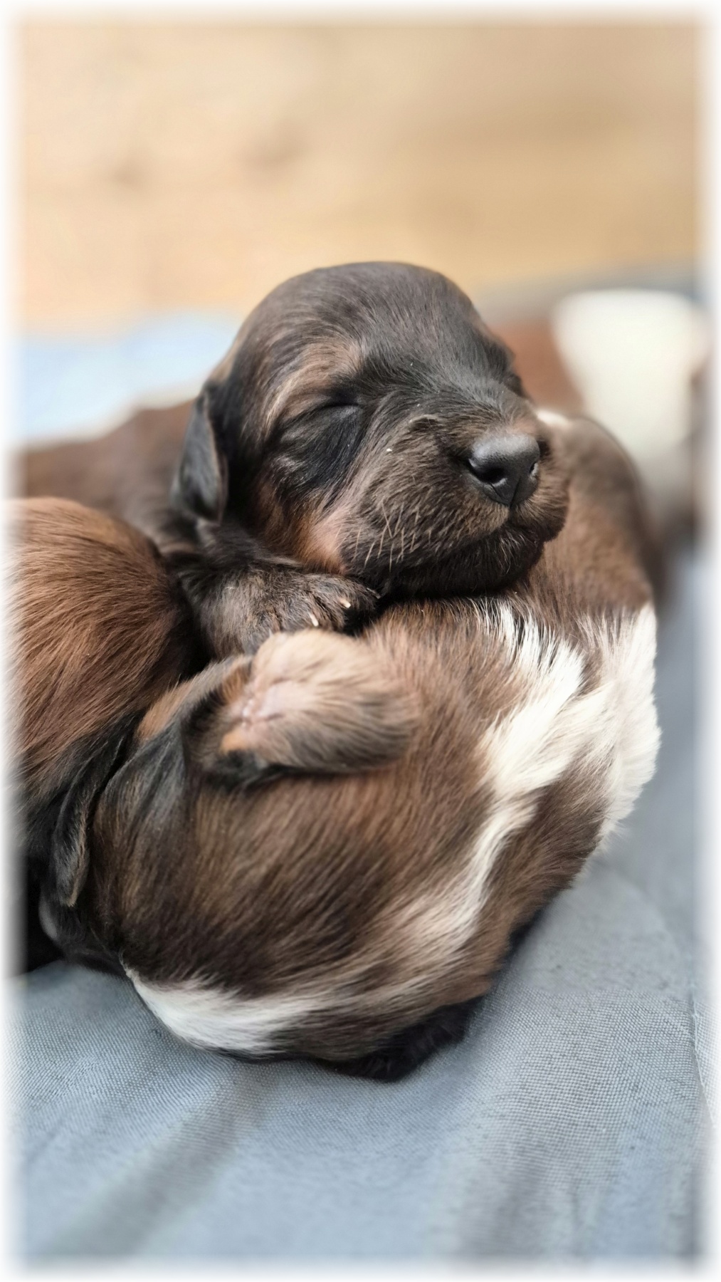 C-Wurf-von-der-Straubenhalde-2025