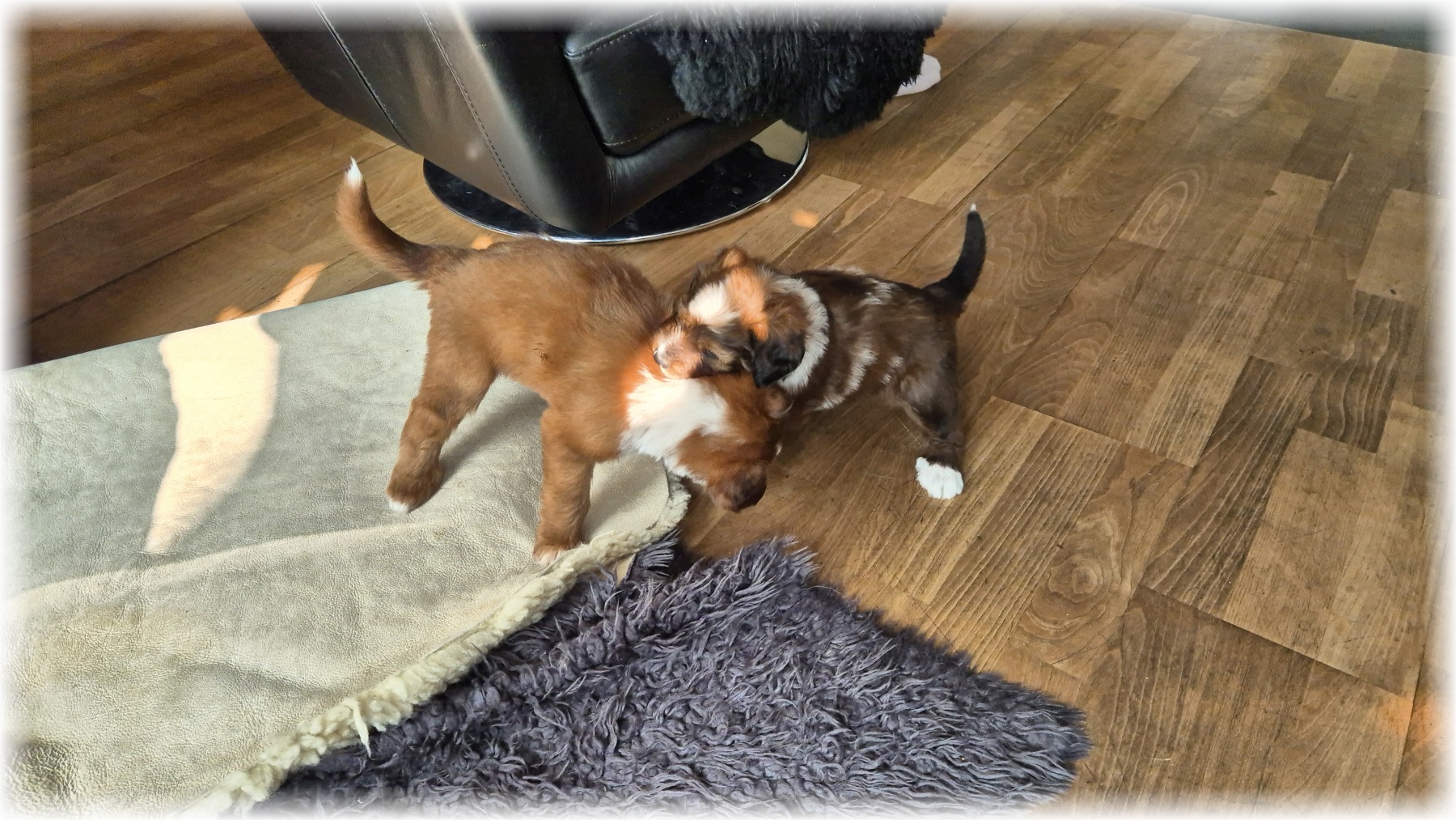 D-Wurf-von-der-Straubenhalde-2025