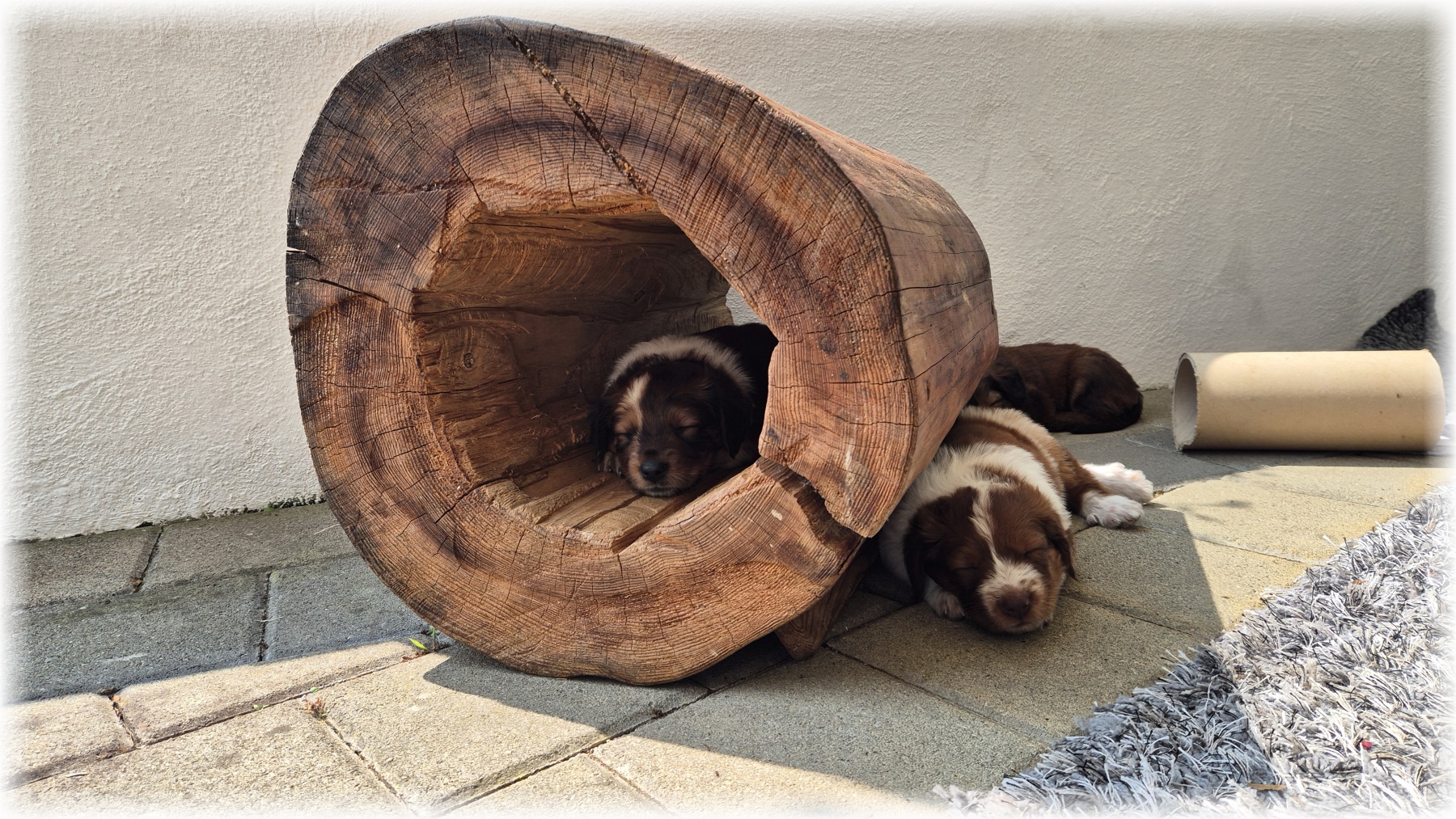 D-Wurf-von-der-Straubenhalde-2025