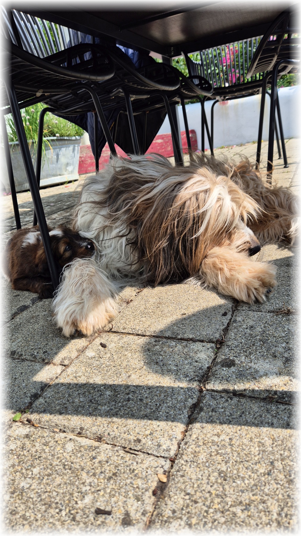 D-Wurf-von-der-Straubenhalde-2025