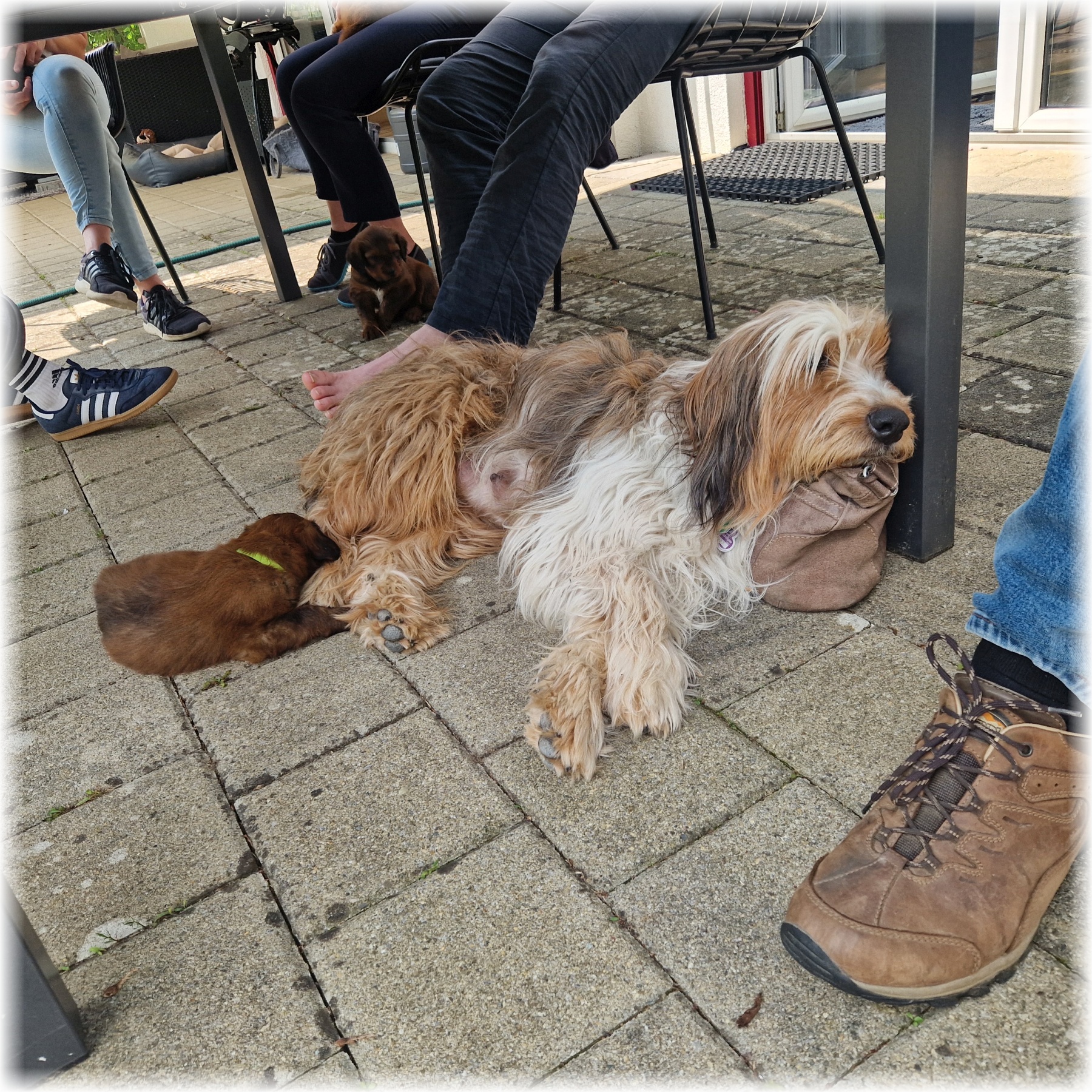 D-Wurf-von-der-Straubenhalde-2025