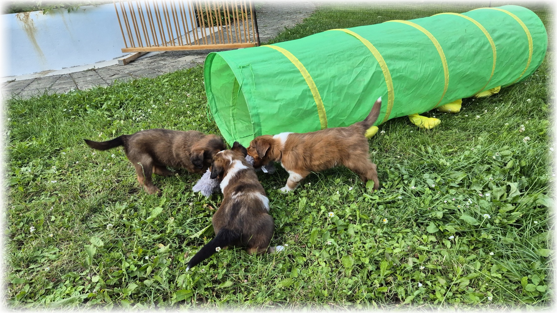 D-Wurf-von-der-Straubenhalde-2025