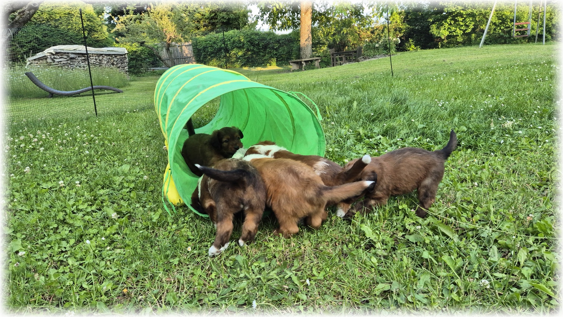 D-Wurf-von-der-Straubenhalde-2025