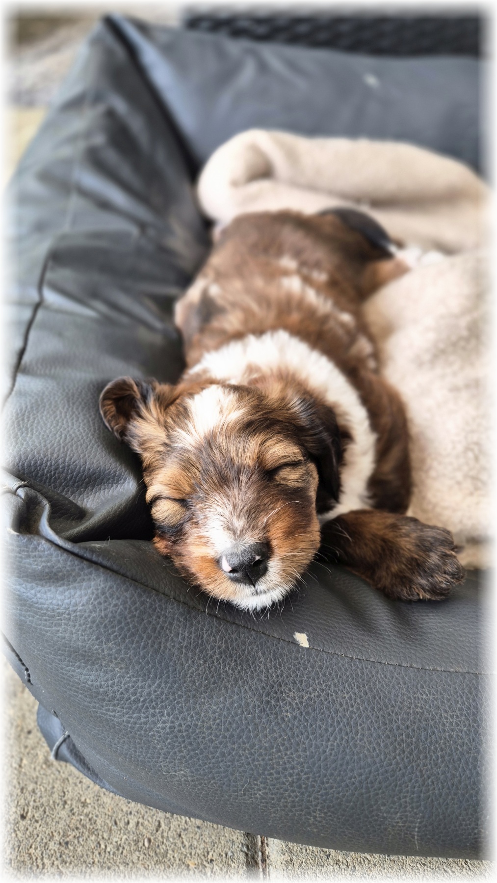 D-Wurf-von-der-Straubenhalde-2025