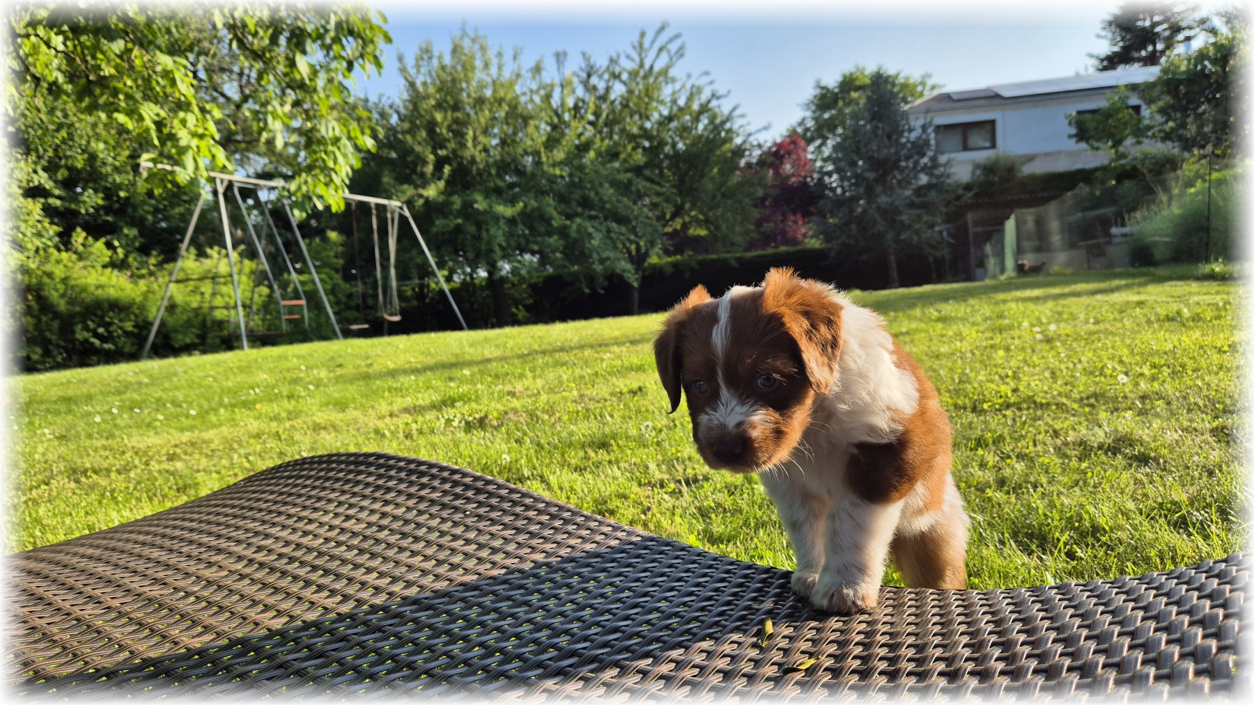 D-Wurf-von-der-Straubenhalde-2025