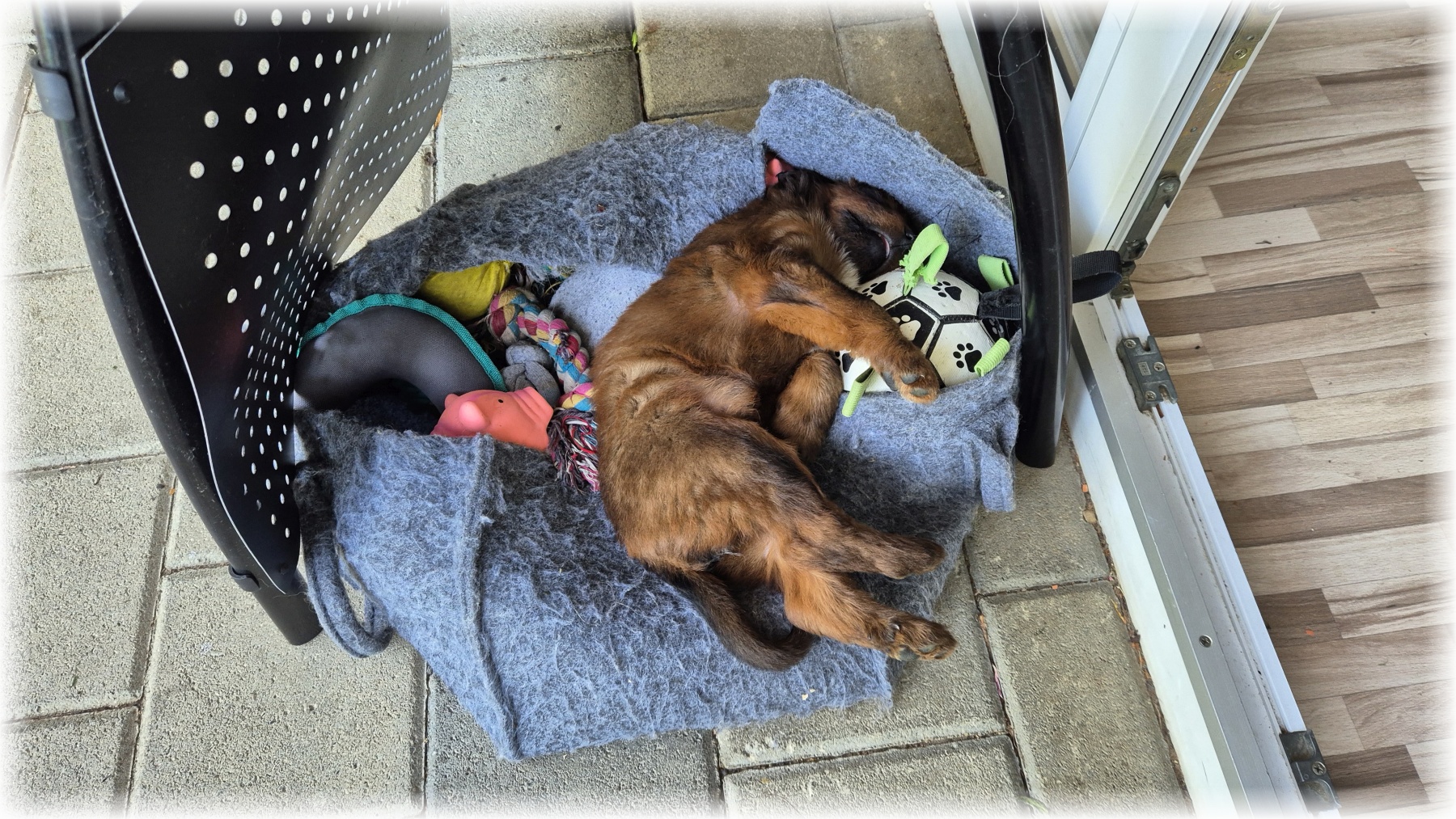 D-Wurf-von-der-Straubenhalde-2025