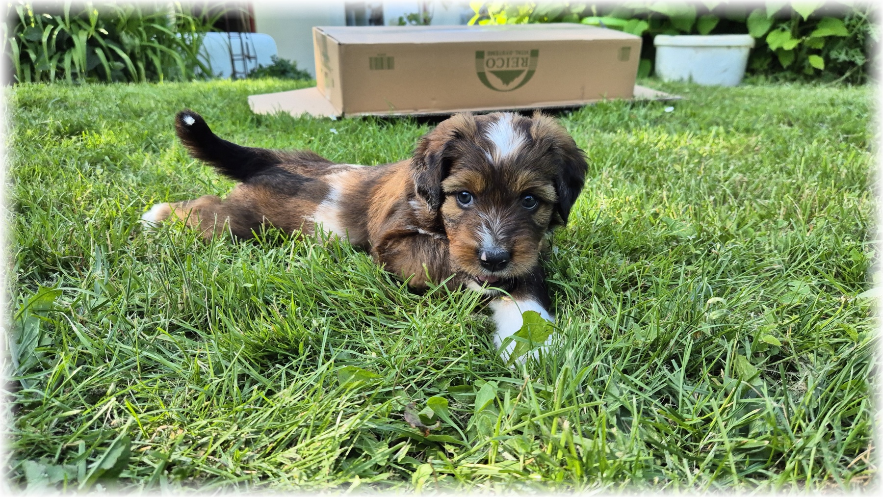 D-Wurf-von-der-Straubenhalde-2025