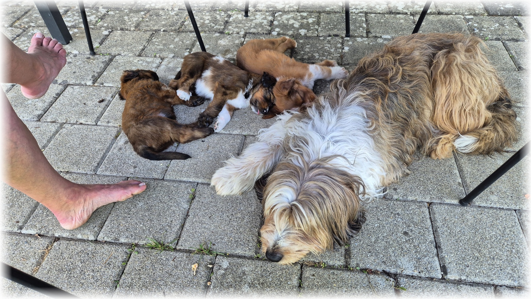 D-Wurf-von-der-Straubenhalde-2025