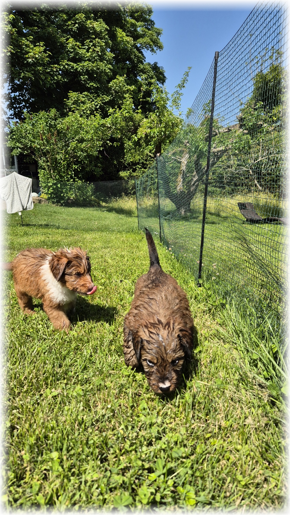 D-Wurf-von-der-Straubenhalde-2025