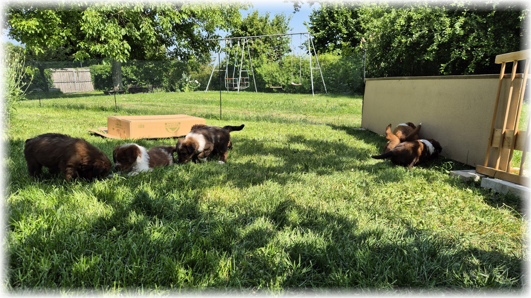 D-Wurf-von-der-Straubenhalde-2025