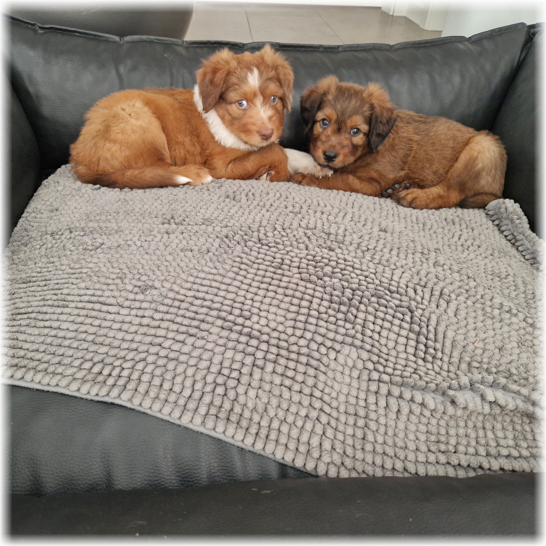 D-Wurf-von-der-Straubenhalde-2025