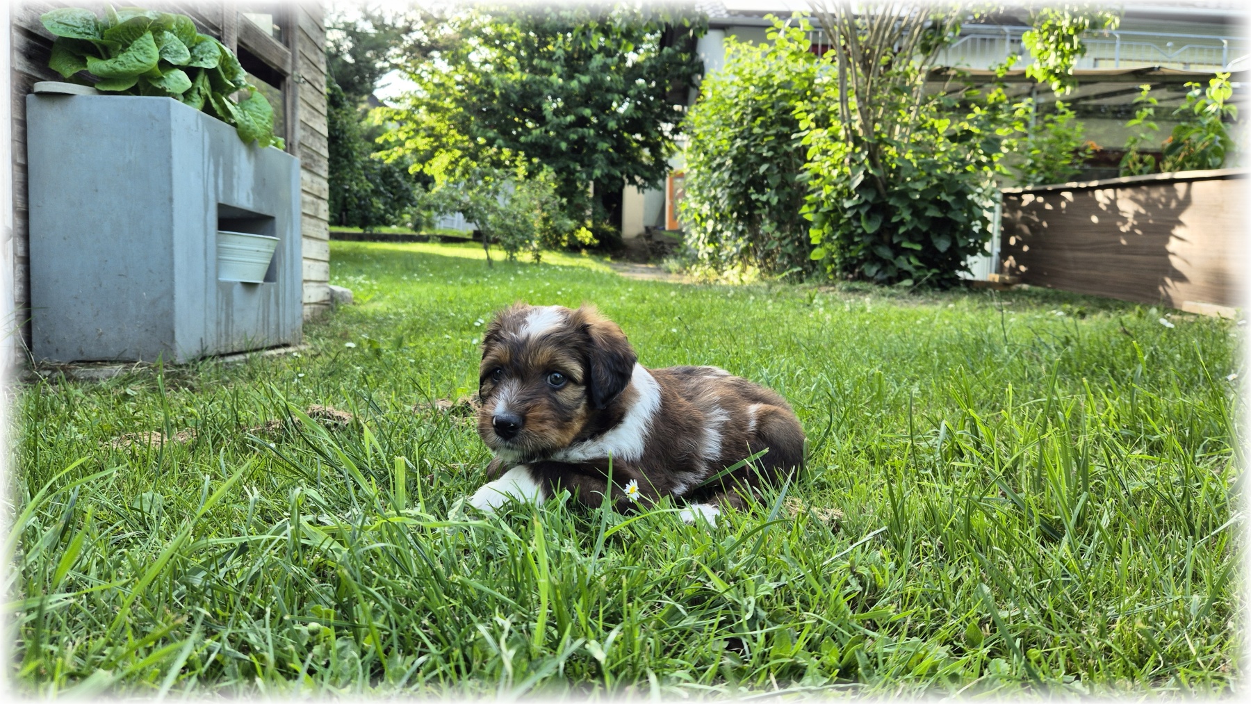 D-Wurf-von-der-Straubenhalde-2025