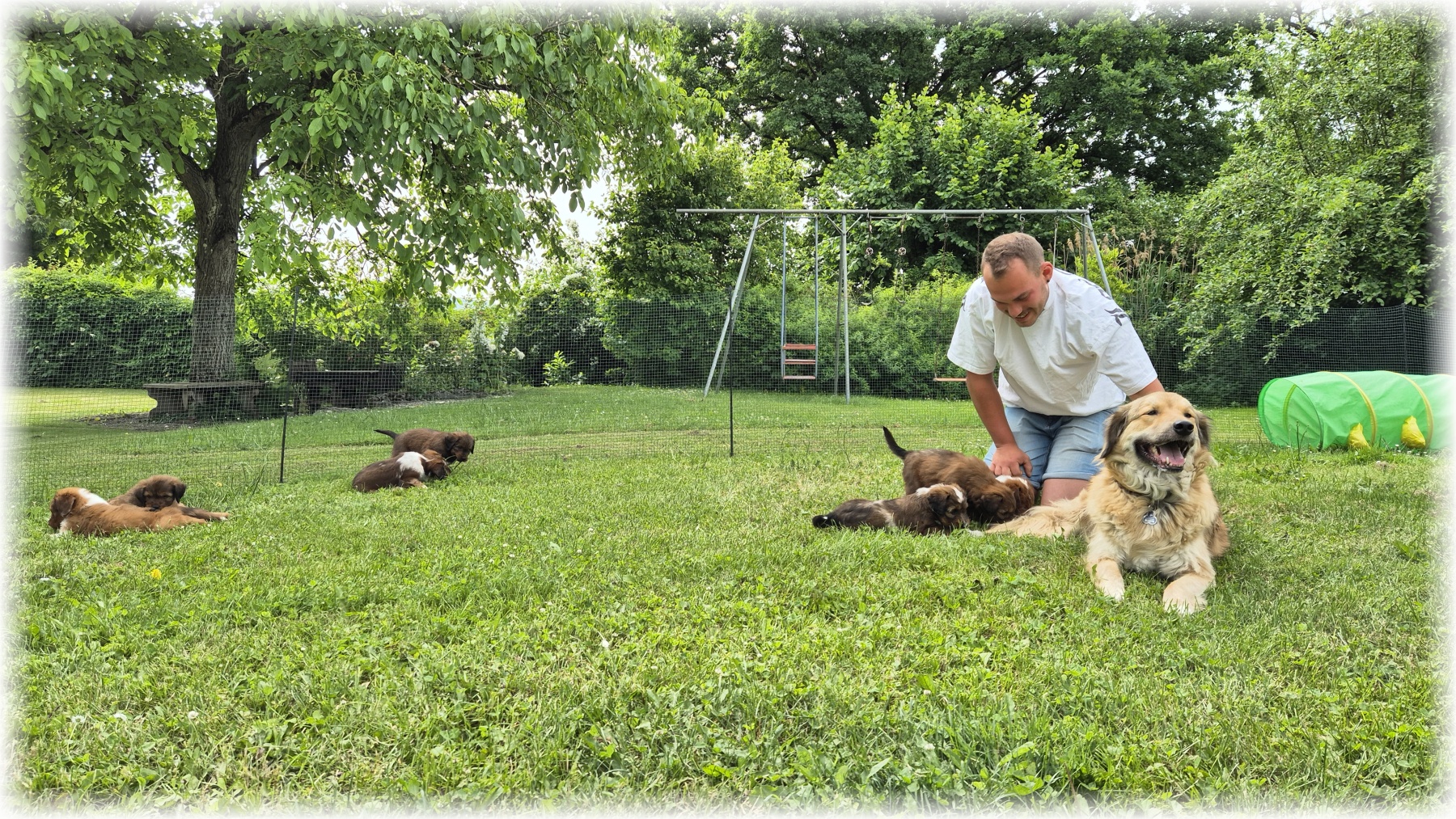 D-Wurf-von-der-Straubenhalde-2025