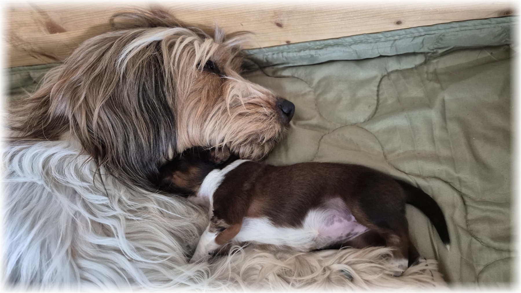 D-Wurf-von-der-Straubenhalde-2025