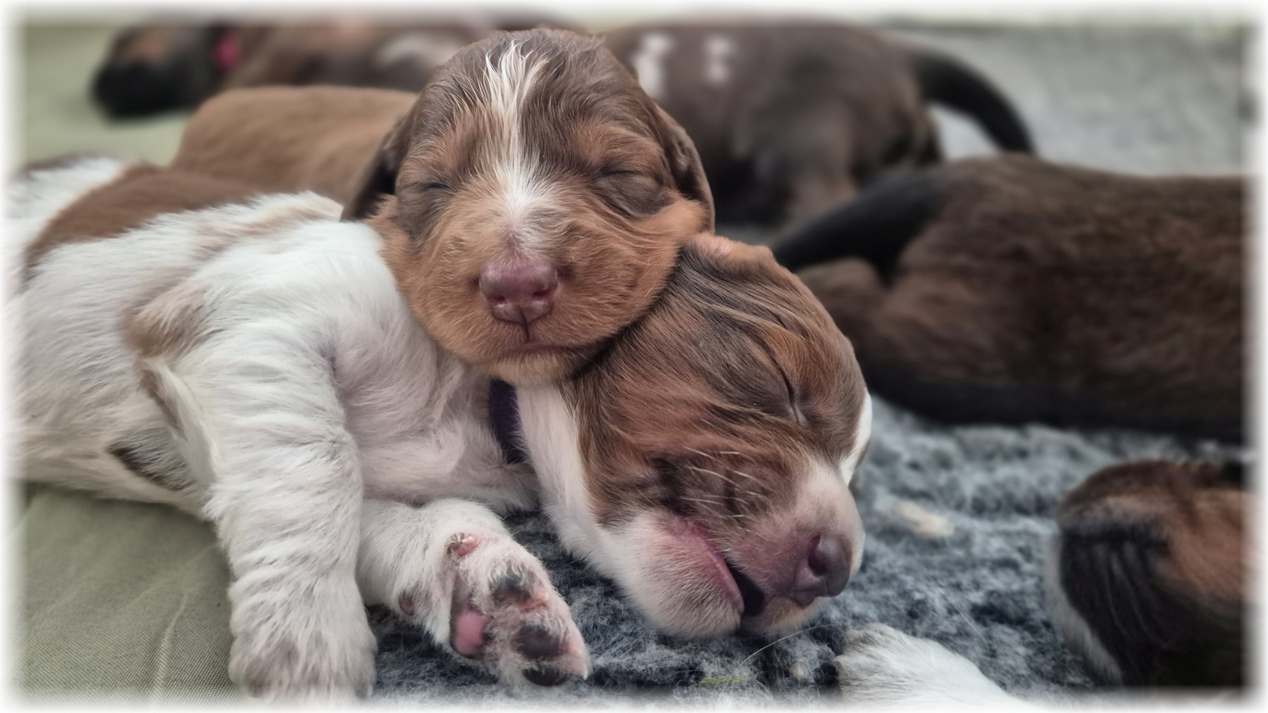 D-Wurf-von-der-Straubenhalde-2025