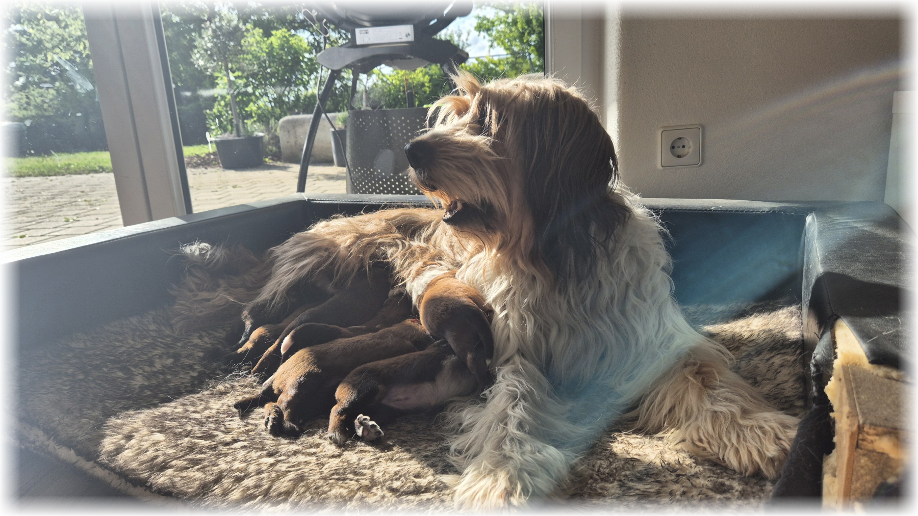 D-Wurf-von-der-Straubenhalde-2025