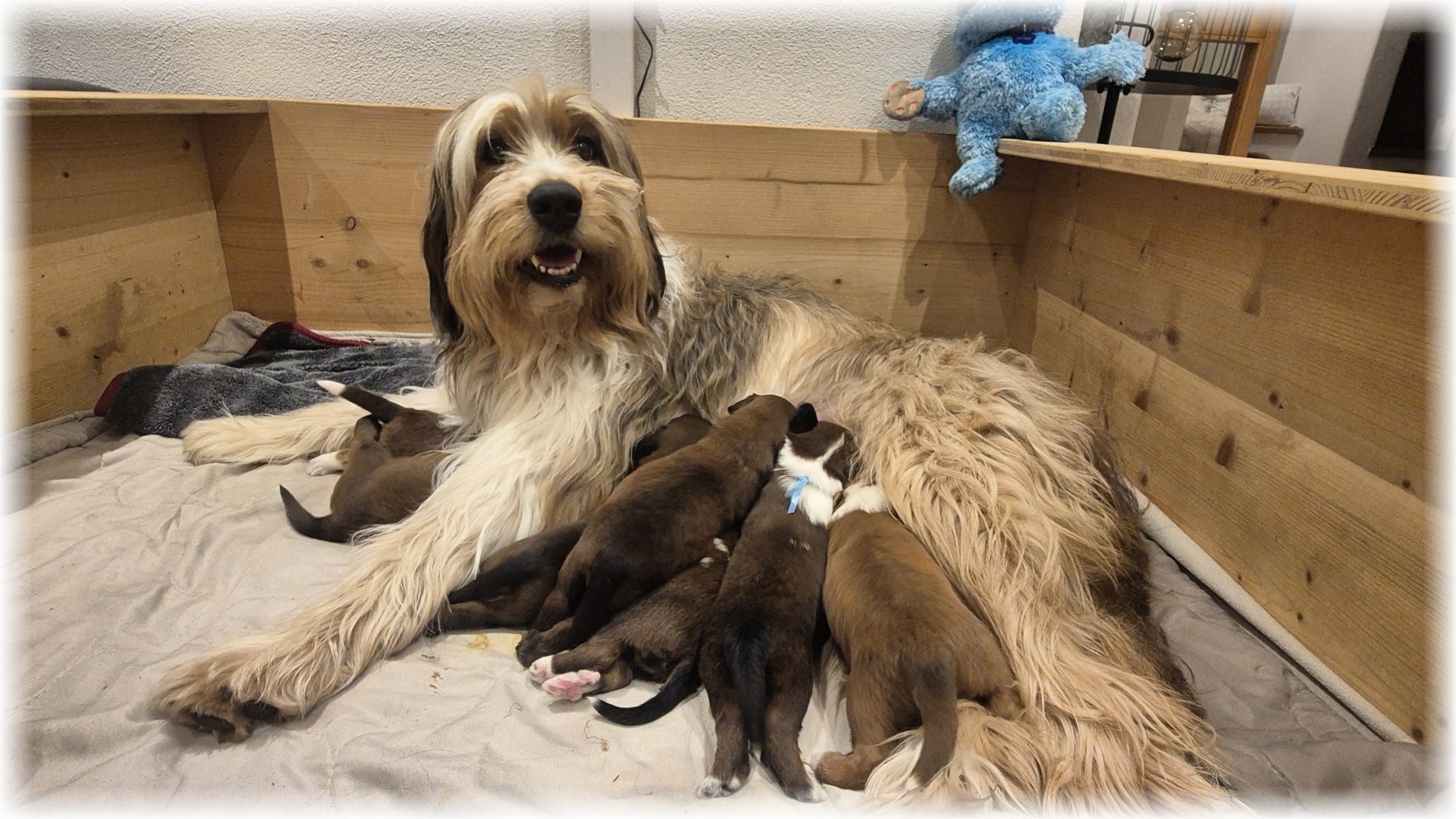 D-Wurf-von-der-Straubenhalde-2025