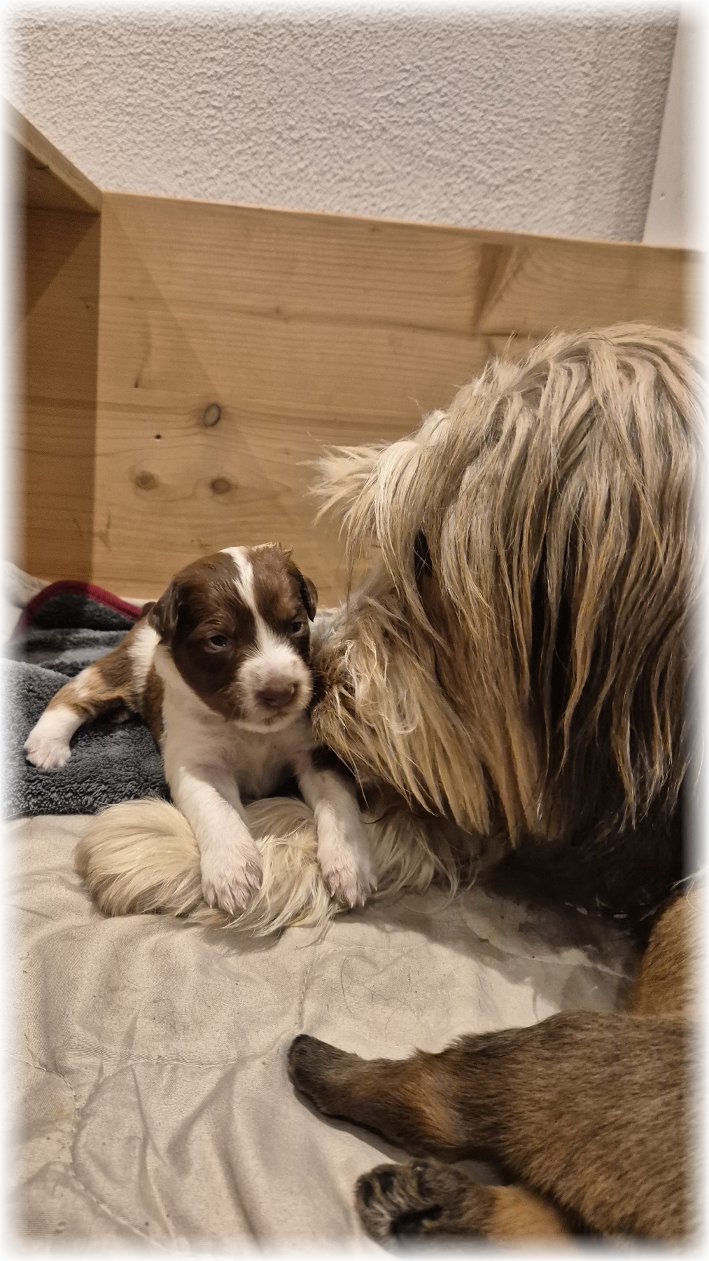 D-Wurf-von-der-Straubenhalde-2025