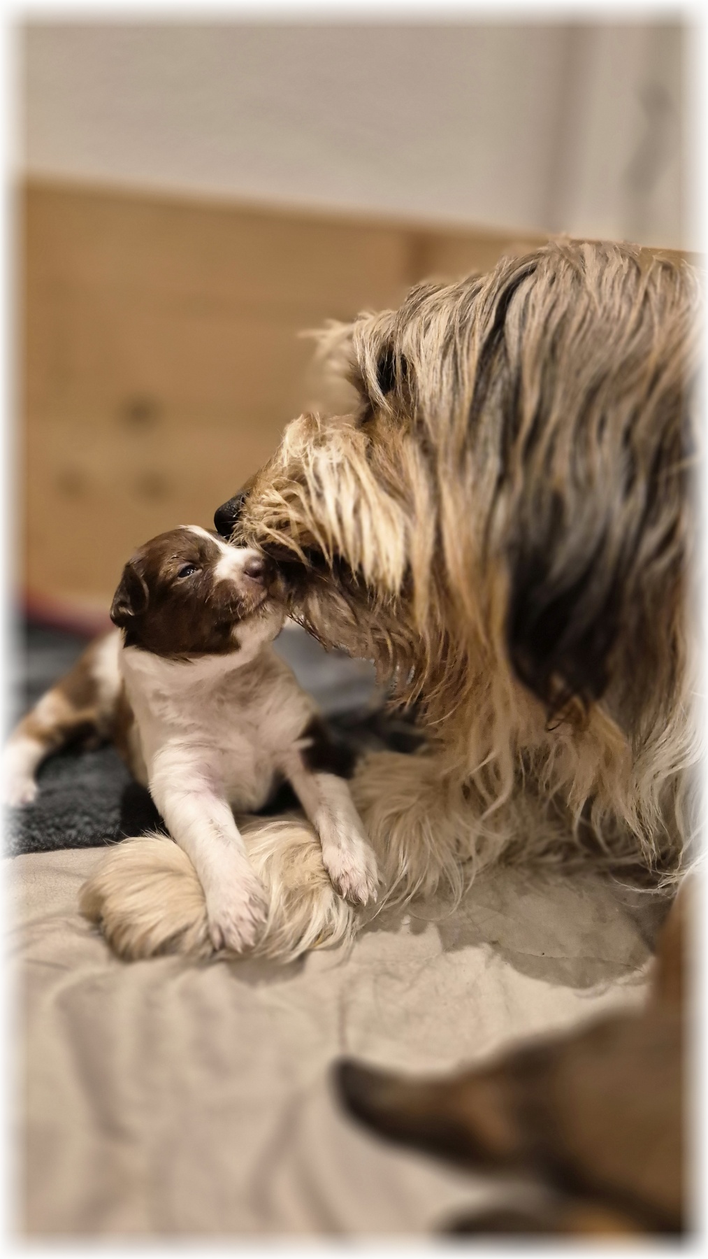 D-Wurf-von-der-Straubenhalde-2025