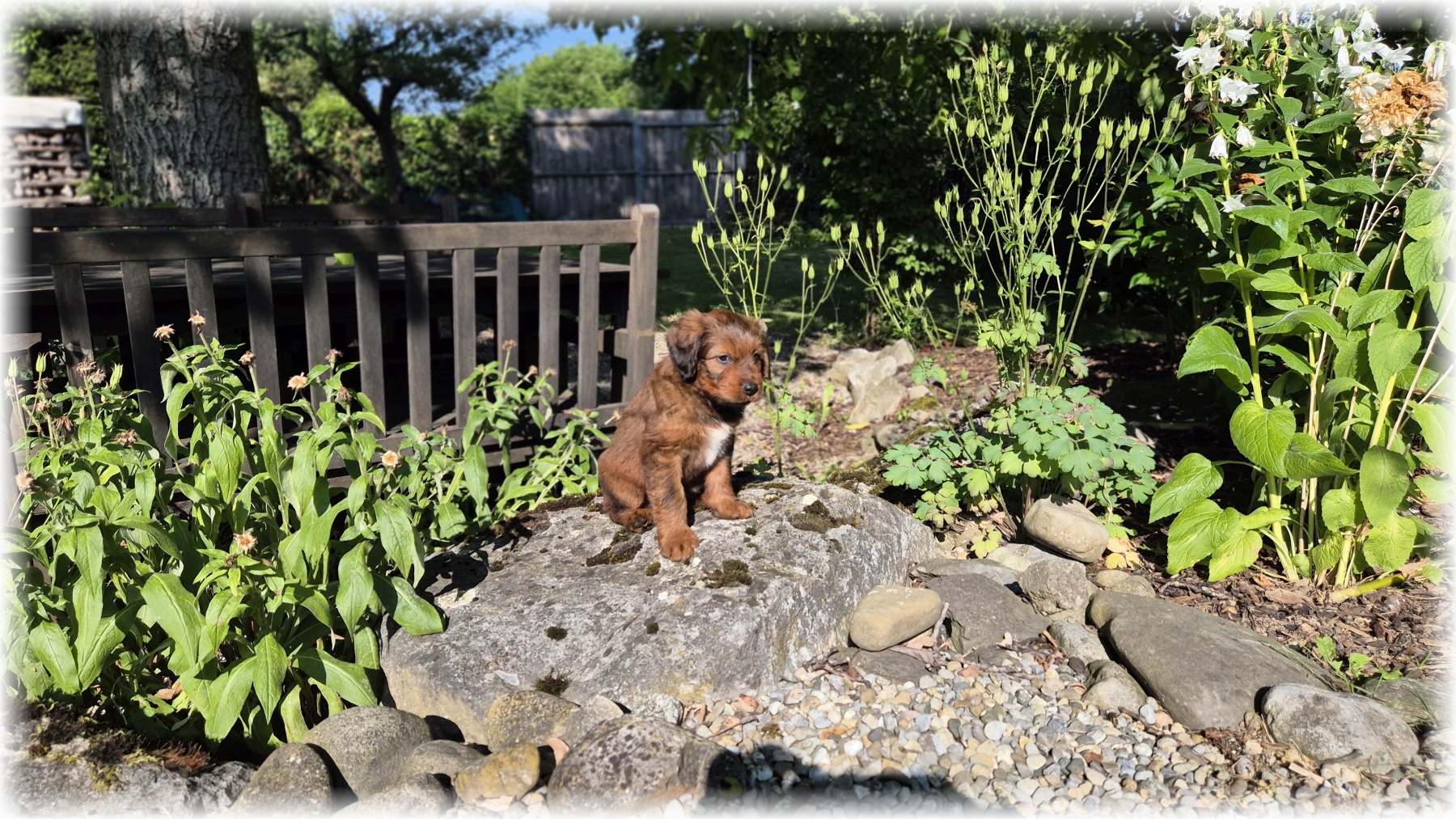 D-Wurf-von-der-Straubenhalde-2025