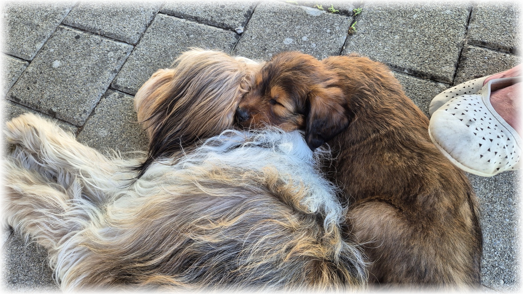 D-Wurf-von-der-Straubenhalde-2025