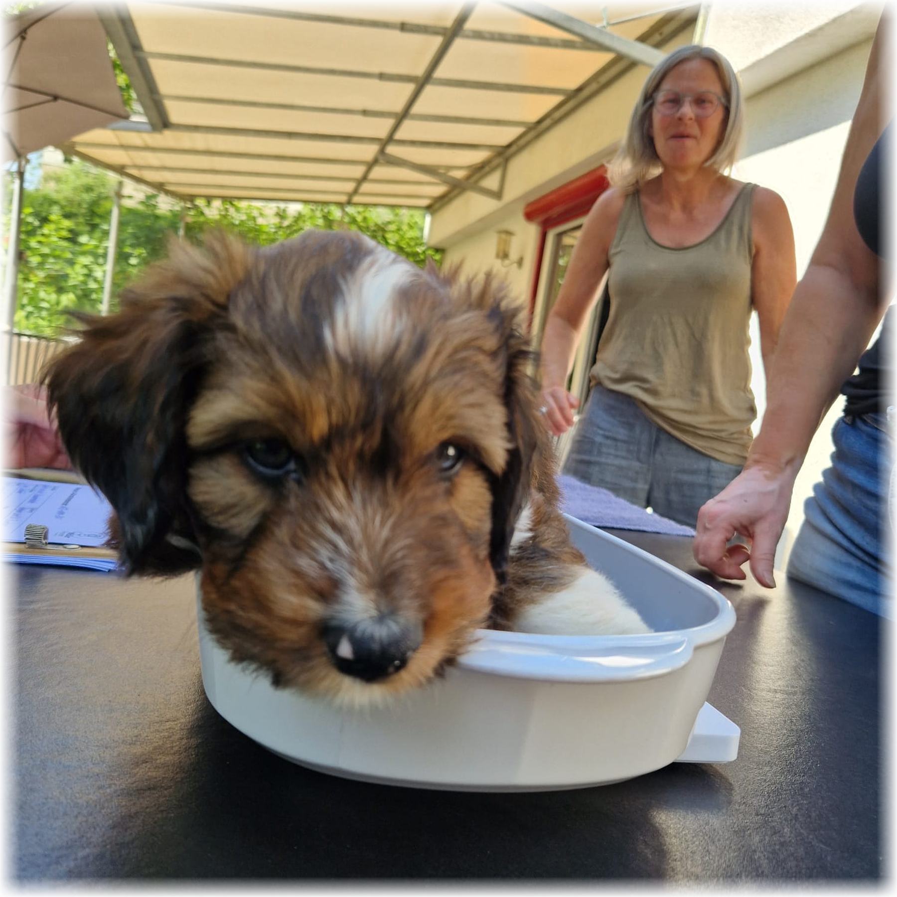 D-Wurf-von-der-Straubenhalde-2025