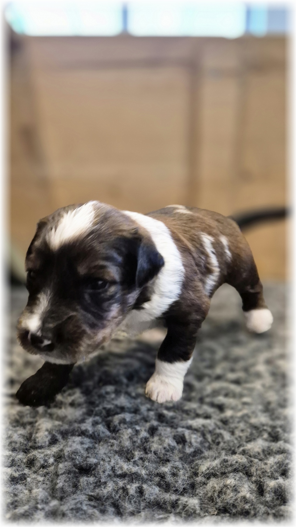 D-Wurf-von-der-Straubenhalde-2025