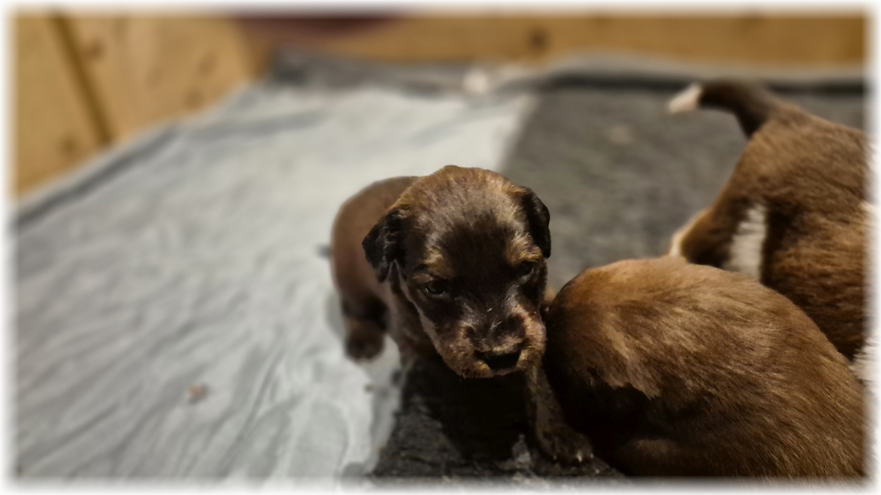 D-Wurf-von-der-Straubenhalde-2025