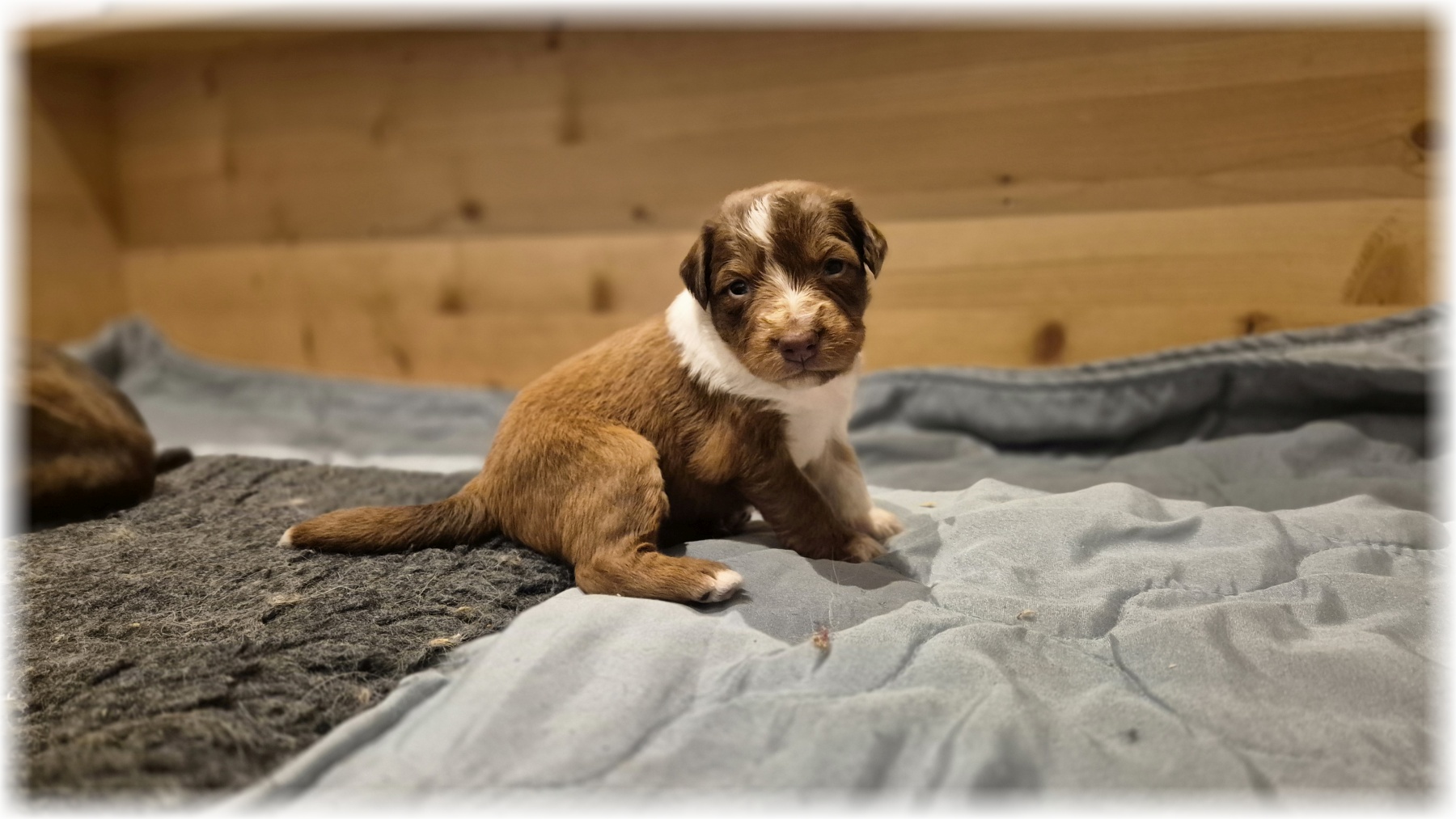 D-Wurf-von-der-Straubenhalde-2025