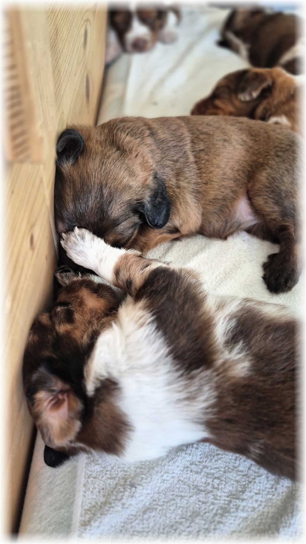 D-Wurf-von-der-Straubenhalde-2025