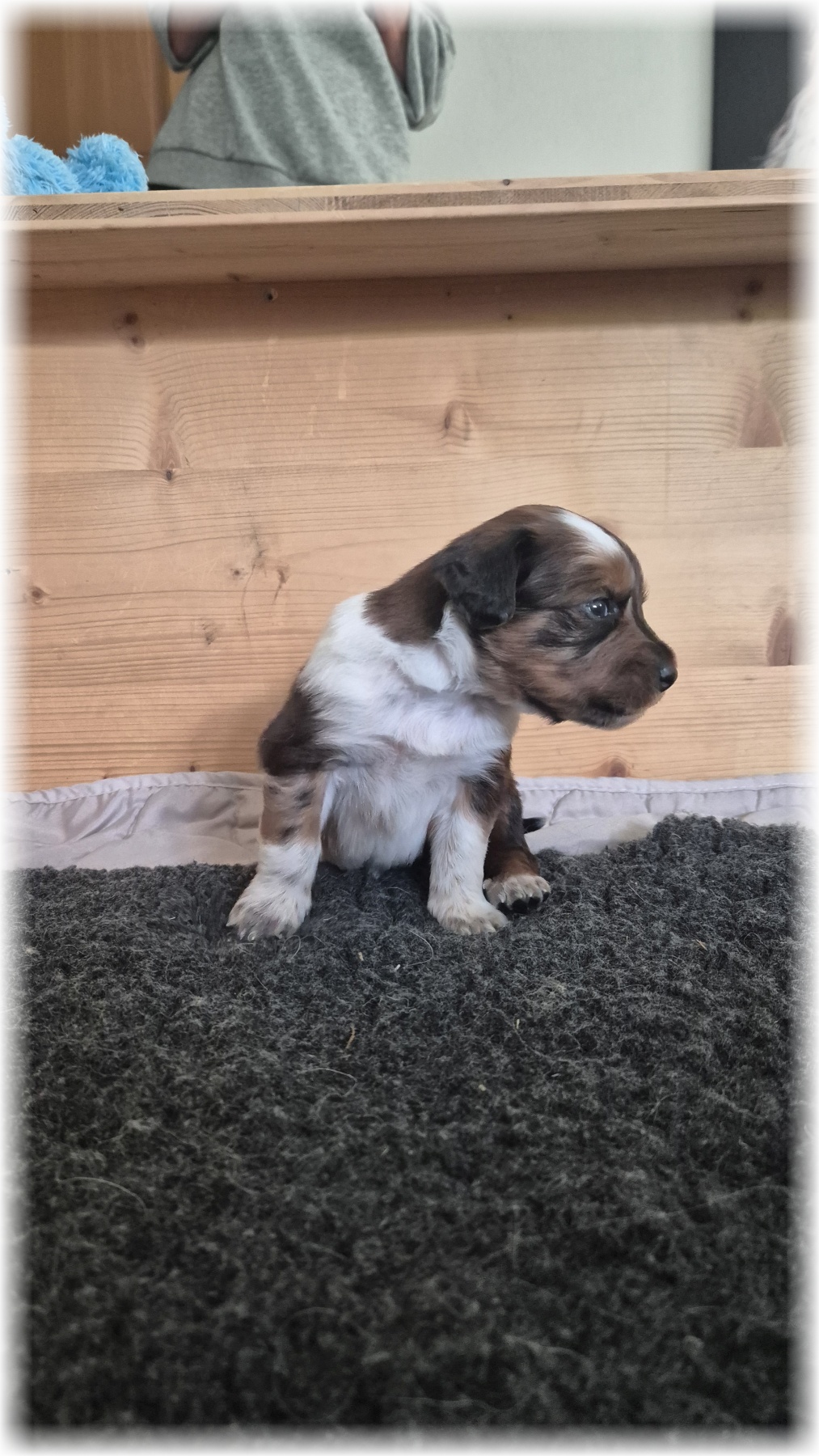 D-Wurf-von-der-Straubenhalde-2025