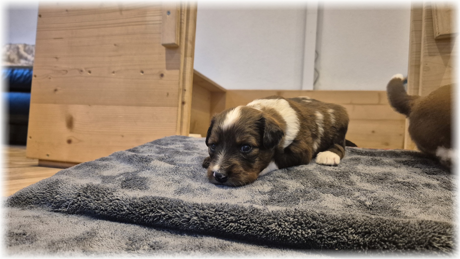 D-Wurf-von-der-Straubenhalde-2025